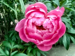 Paeonia officinalis