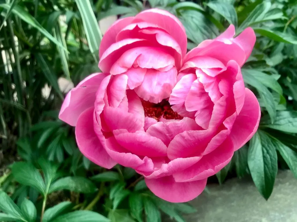 Paeonia officinalis - Online Flower Garden Paeonia officinalis