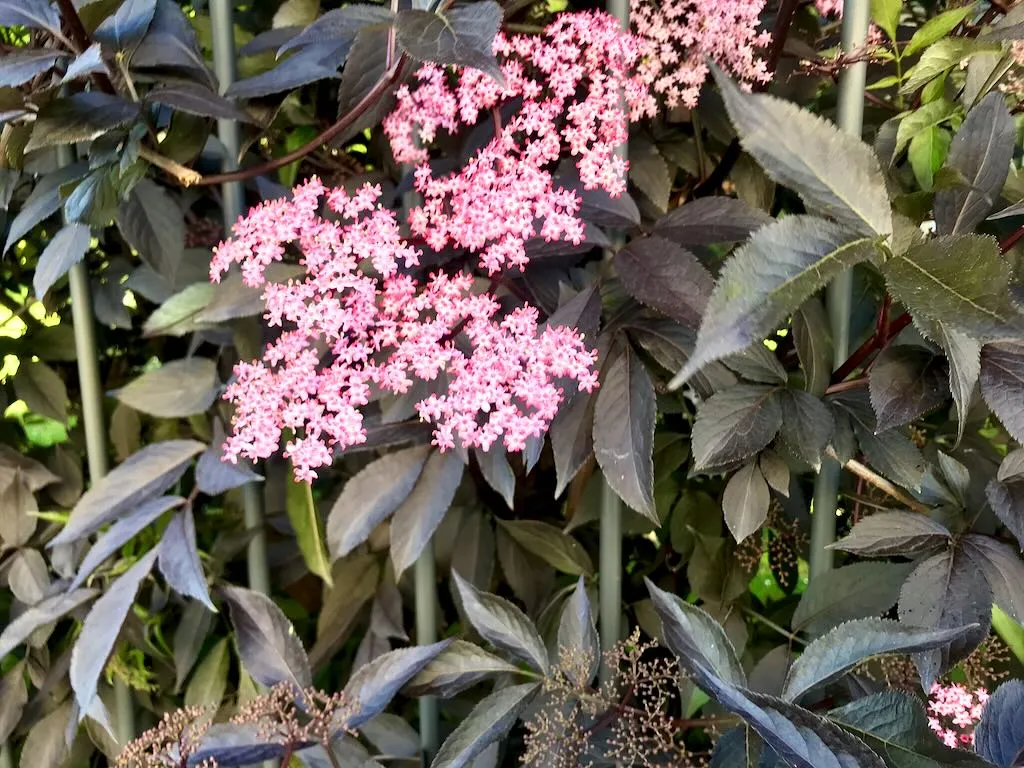 Adoxaceae Sambucus nigra porphyrophylla'Eva'