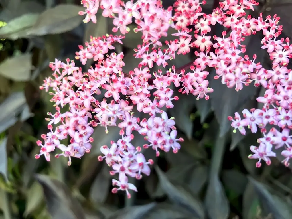 Sambucus nigra porphyrophylla Eva - Online Flower Garden Sambucus nigra porphyrophylla 'Eva'