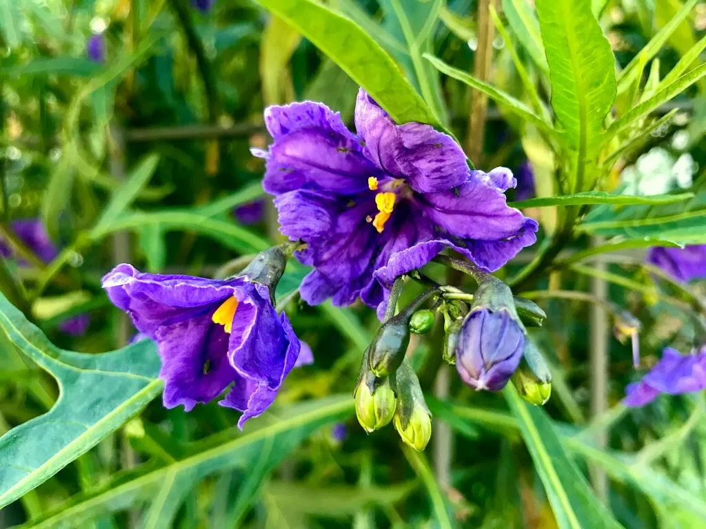 Solanum laciniatum