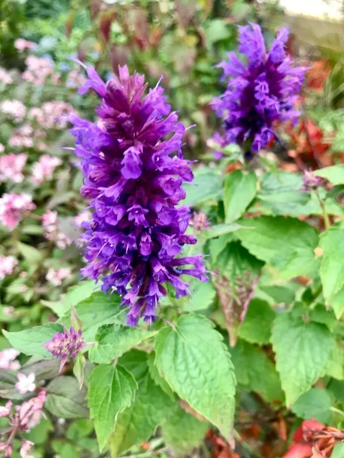 Agastache foeniculum-1 - Online Flower Garden Agastache foeniculum
