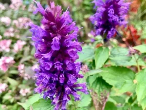 Agastache foeniculum