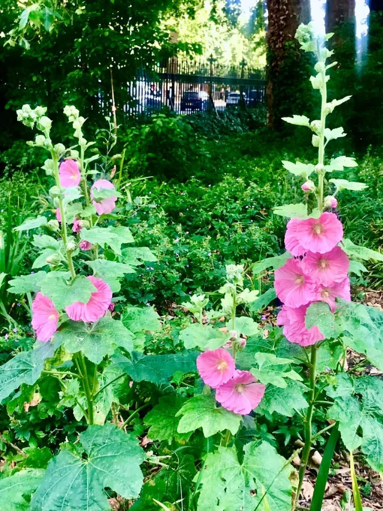 Alcea rosea or Hollyhock