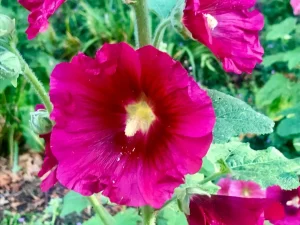 Alcea rosea or Hollyhock