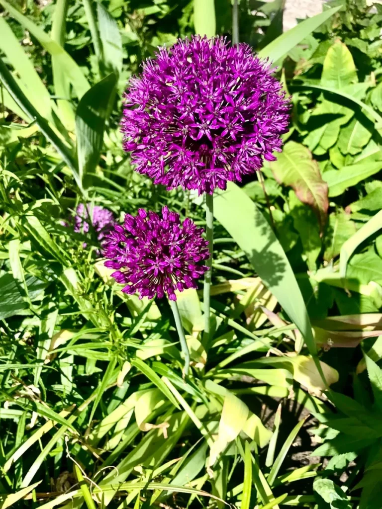 Allium ampeloprasum-1 - Online Flower Garden Allium ampeloprasum