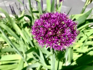 Allium ampeloprasum