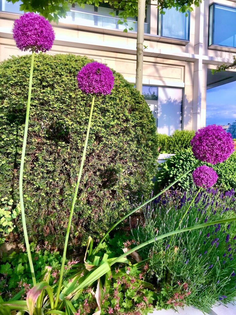 Allium giganteum