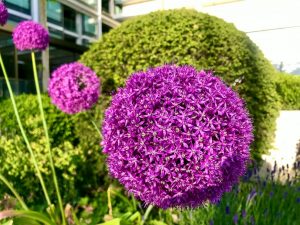 Allium giganteum
