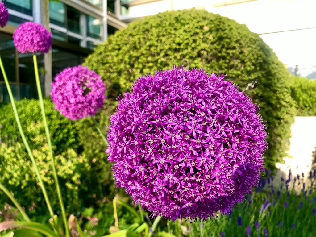 AmaryllidaceaeAllium giganteum