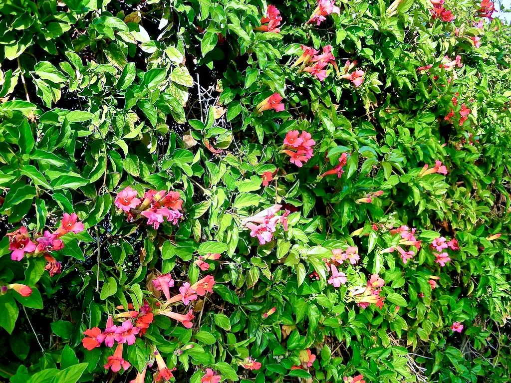 Amphilophium buccinatorium