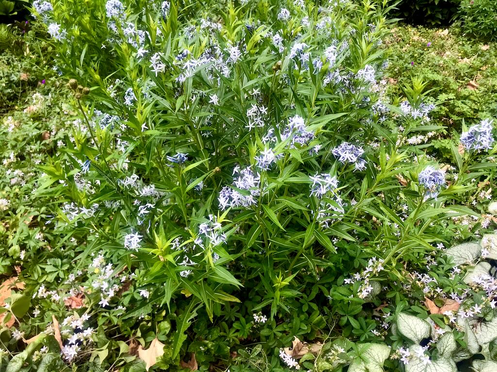 Amsonia tabernaemontana-1 - Online Flower Garden Amsonia tabernaemontana