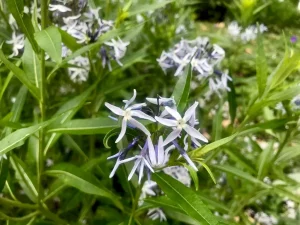 Amsonia tabernaemontana