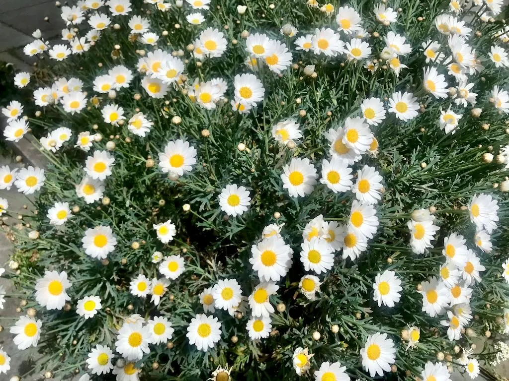 Argyranthemum frutescens