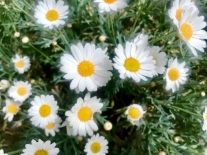 Argyranthemum frutescens