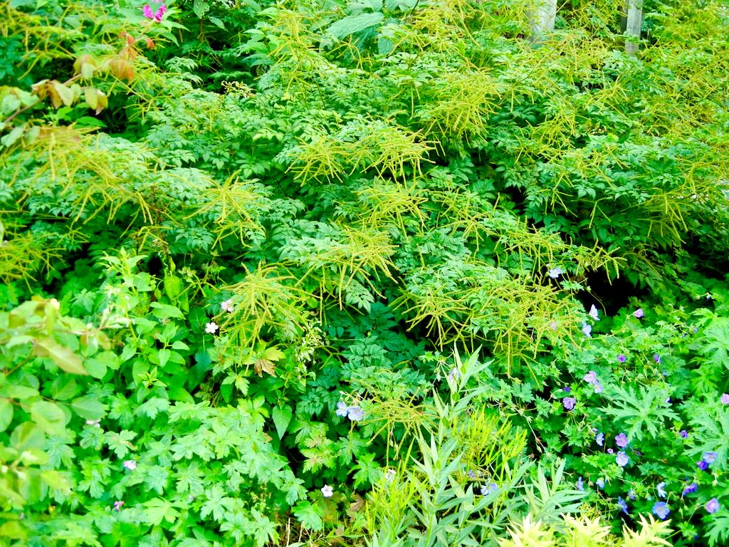 Aruncus dioicus