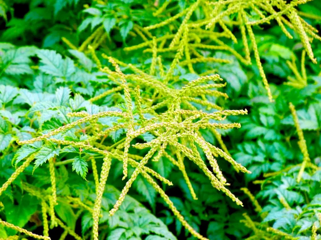 Aruncus dioicus