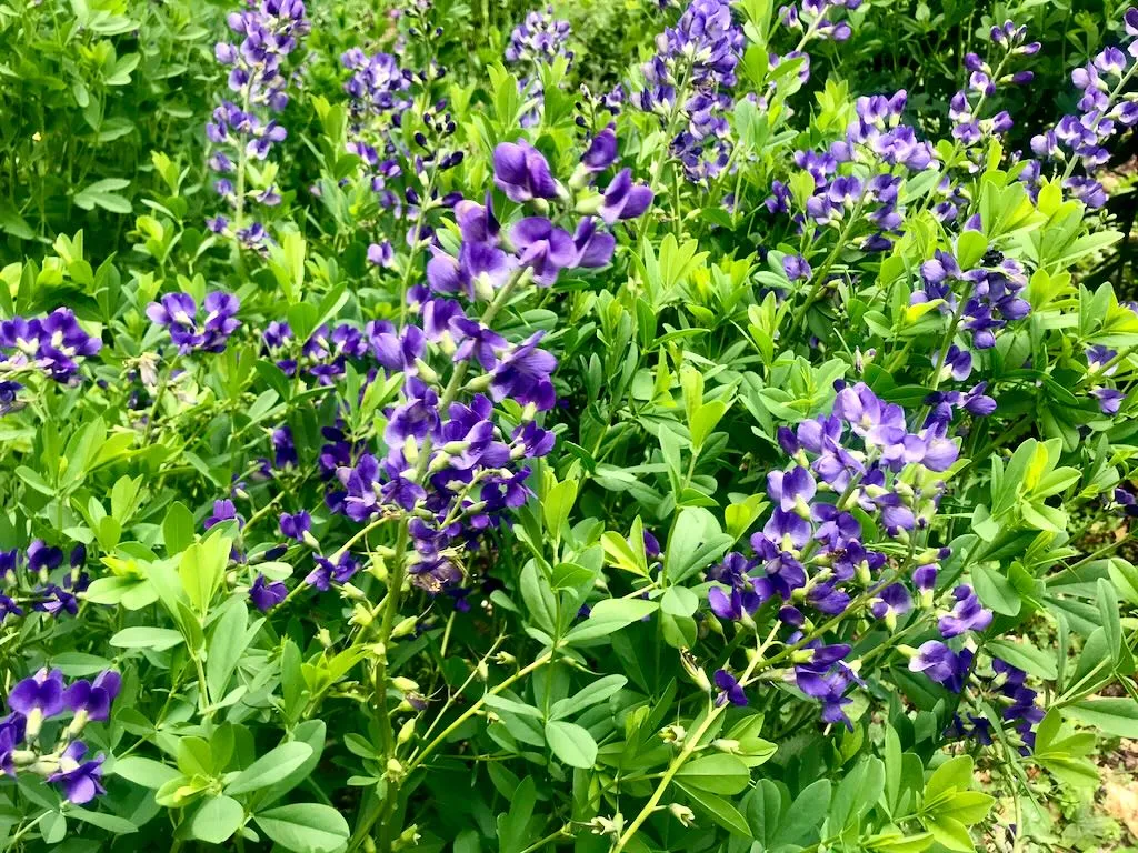 Baptisia australis