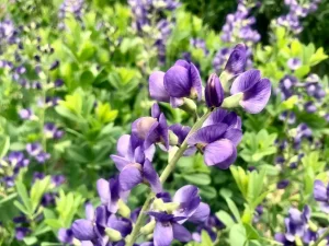 Baptisia australis