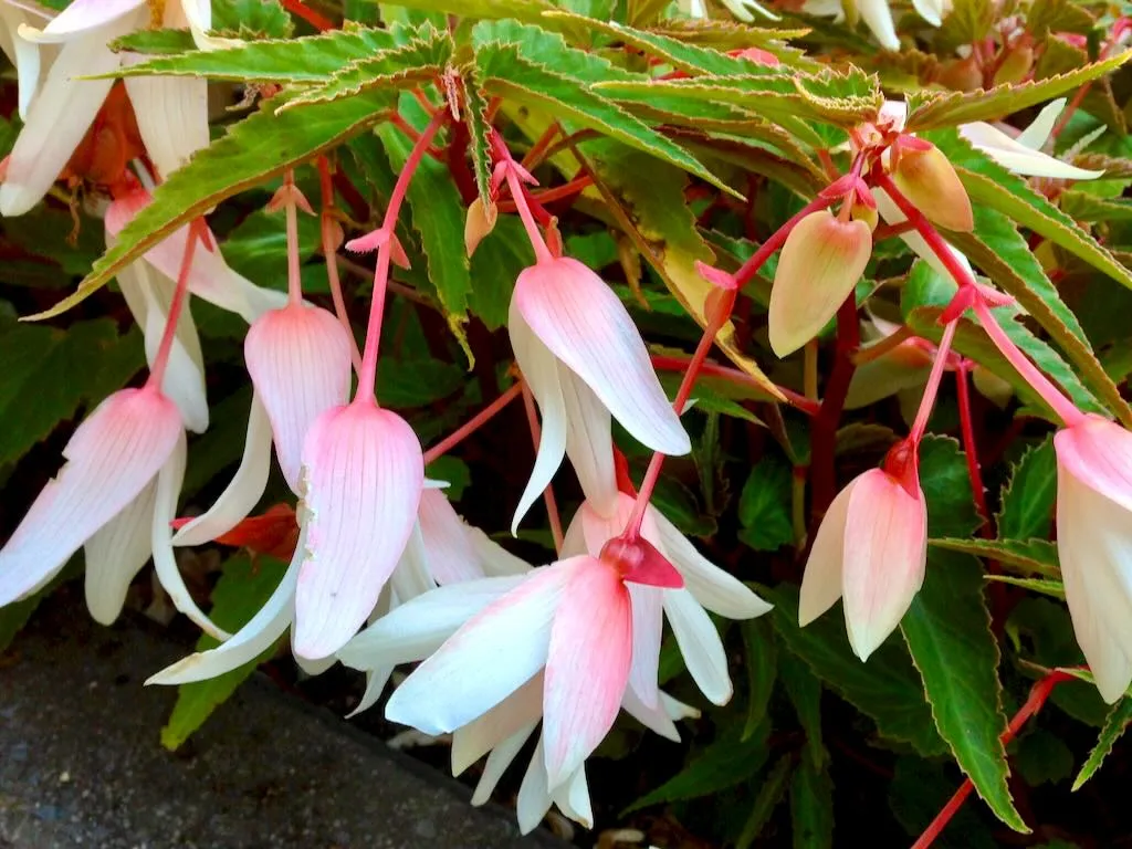 Begonia boliviensis Bossa Nova - Online Flower Garden Begonia boliviensis 'Bossa Nova'