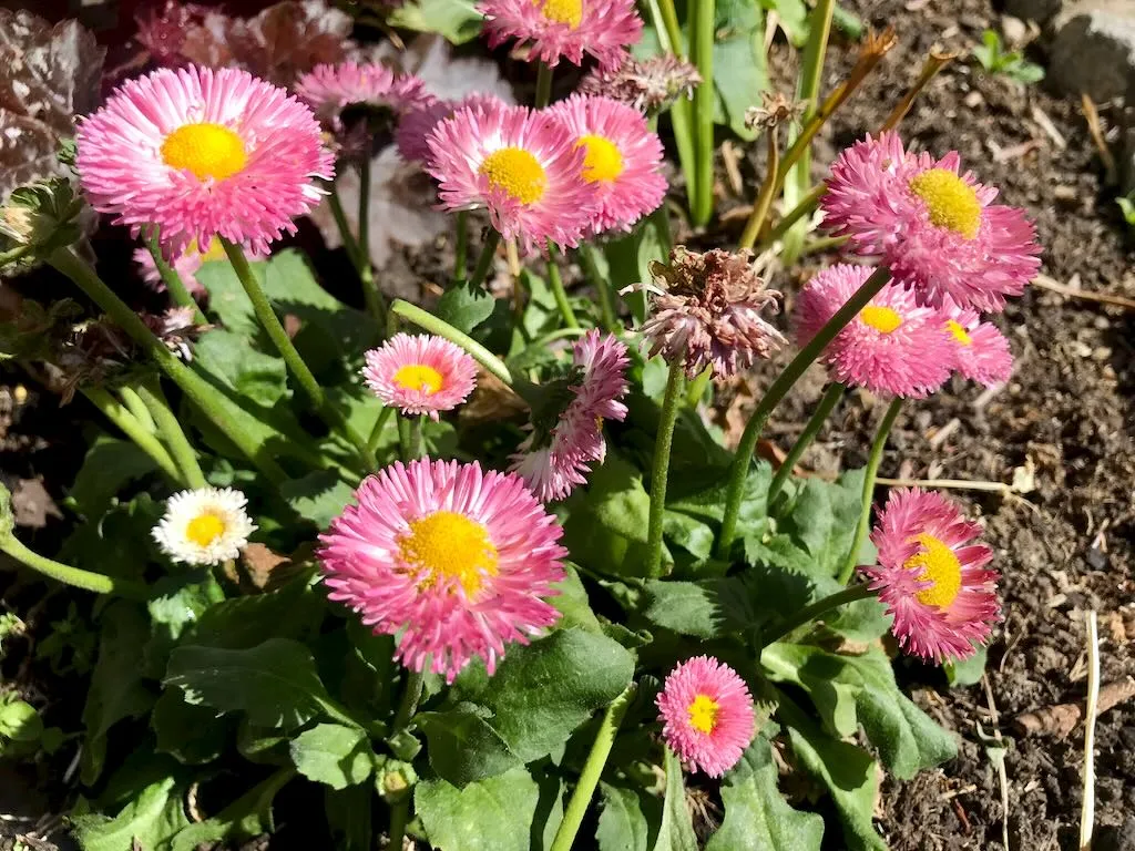 Bellis perennis