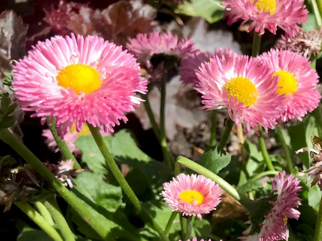 Bellis perennis