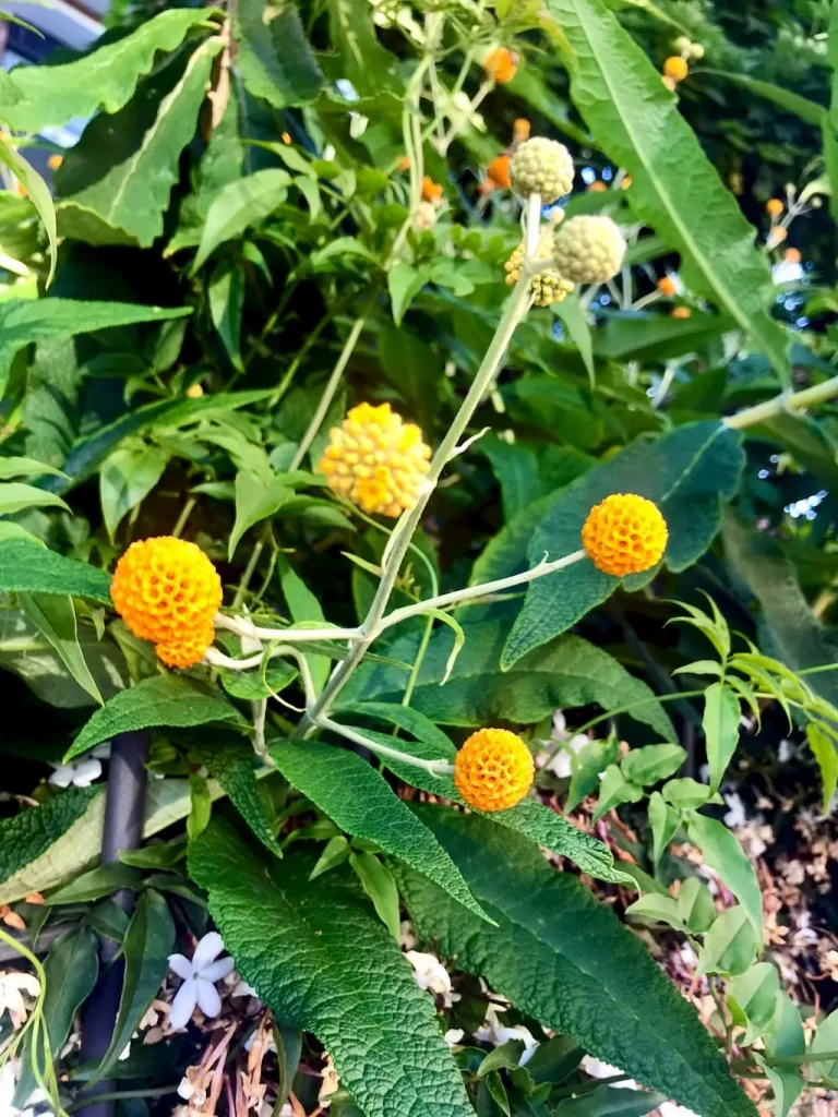 Buddleja globosa-1 - Online Flower Garden Buddleja globosa