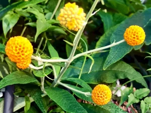 Buddleja globosa