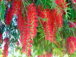 Callistemon viminalis