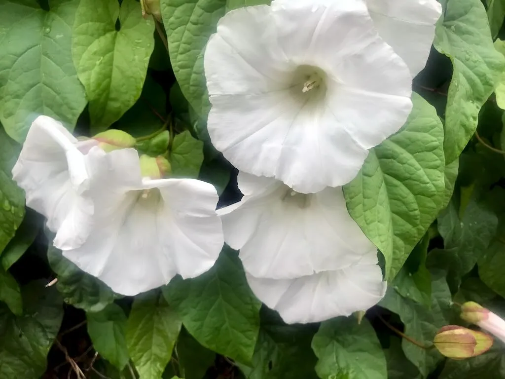 Calystegia sepium - Online Flower Garden Calystegia sepium