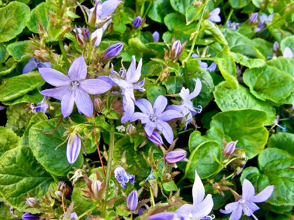 Campanula portenschlagiana - Bellflower-1 - Online Flower Garden Campanula portenschlagiana - Bellflower