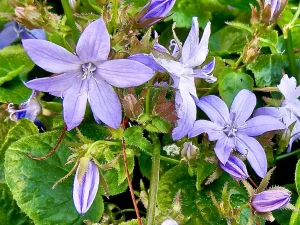 Campanula portenschlagiana - Bellflower