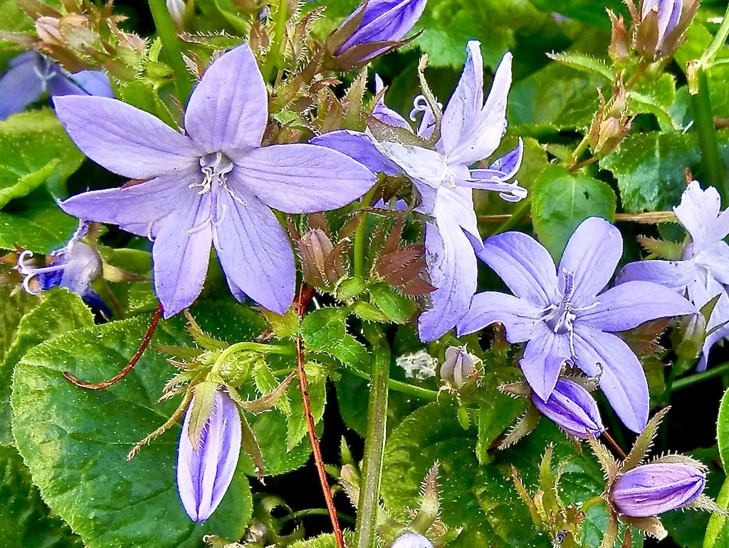 Campanula portenschlagiana - Bellflower - Online Flower Garden Campanula portenschlagiana - Bellflower