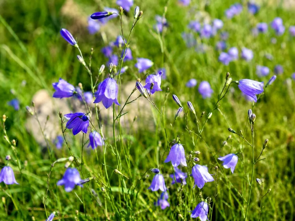 Campanula rotundifolia