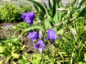 Campanula rotundifolia