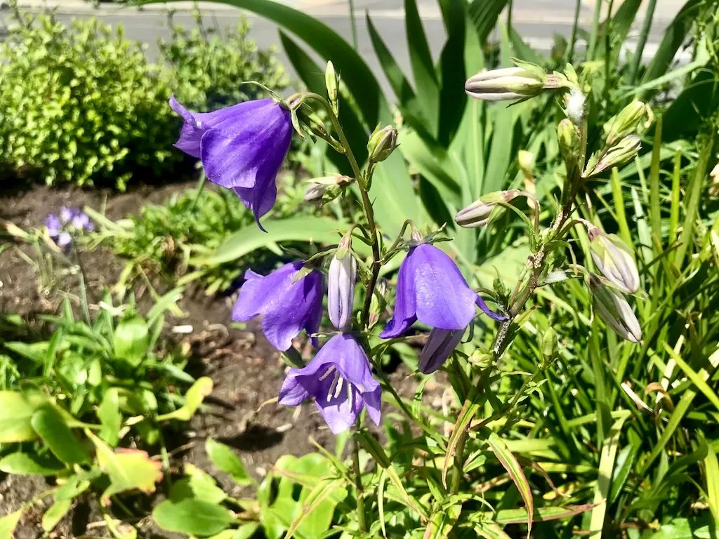 Campanula rotundifolia