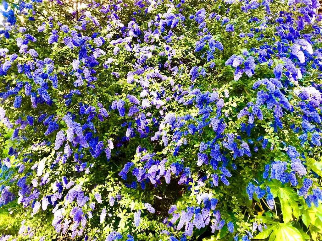 Ceanothus