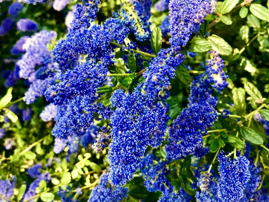 Ceanothus - Online Flower Garden Rhamnaceae Ceanothus