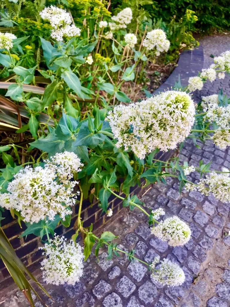 Centranthus ruber'Albus'