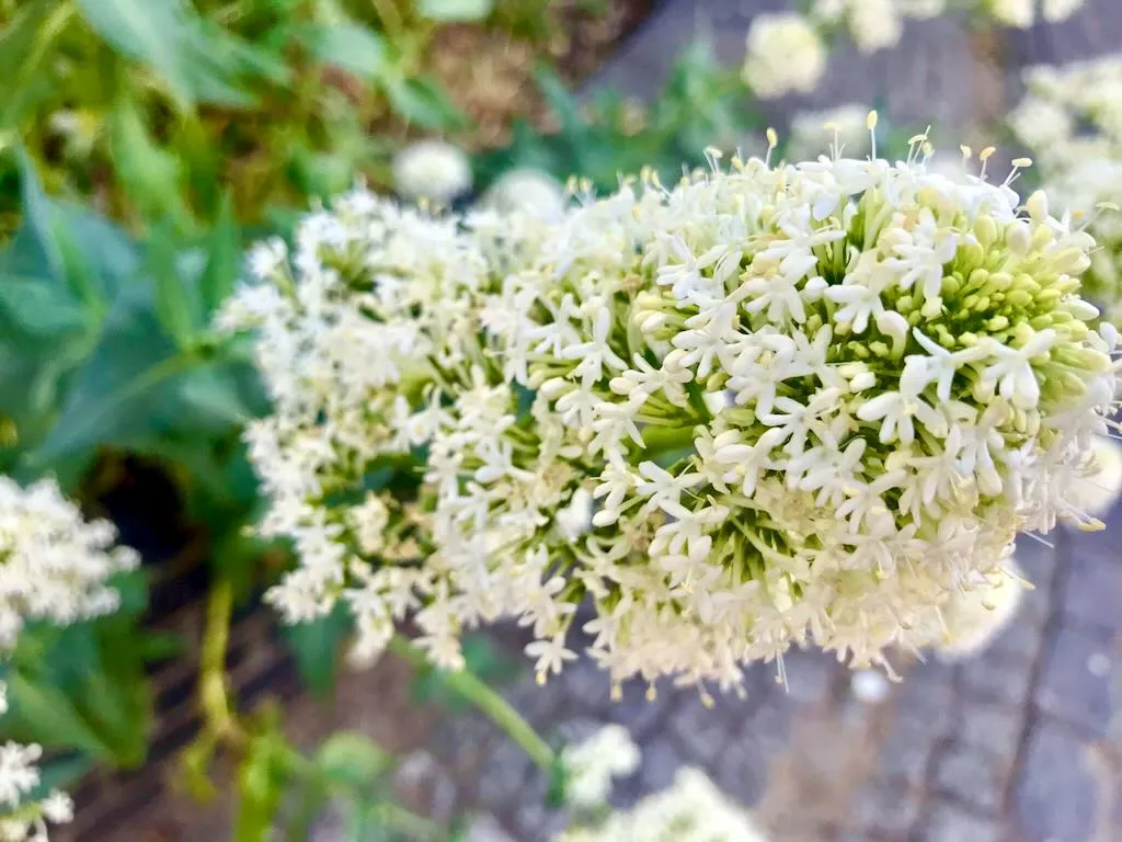 Centranthus ruber 'Albus'