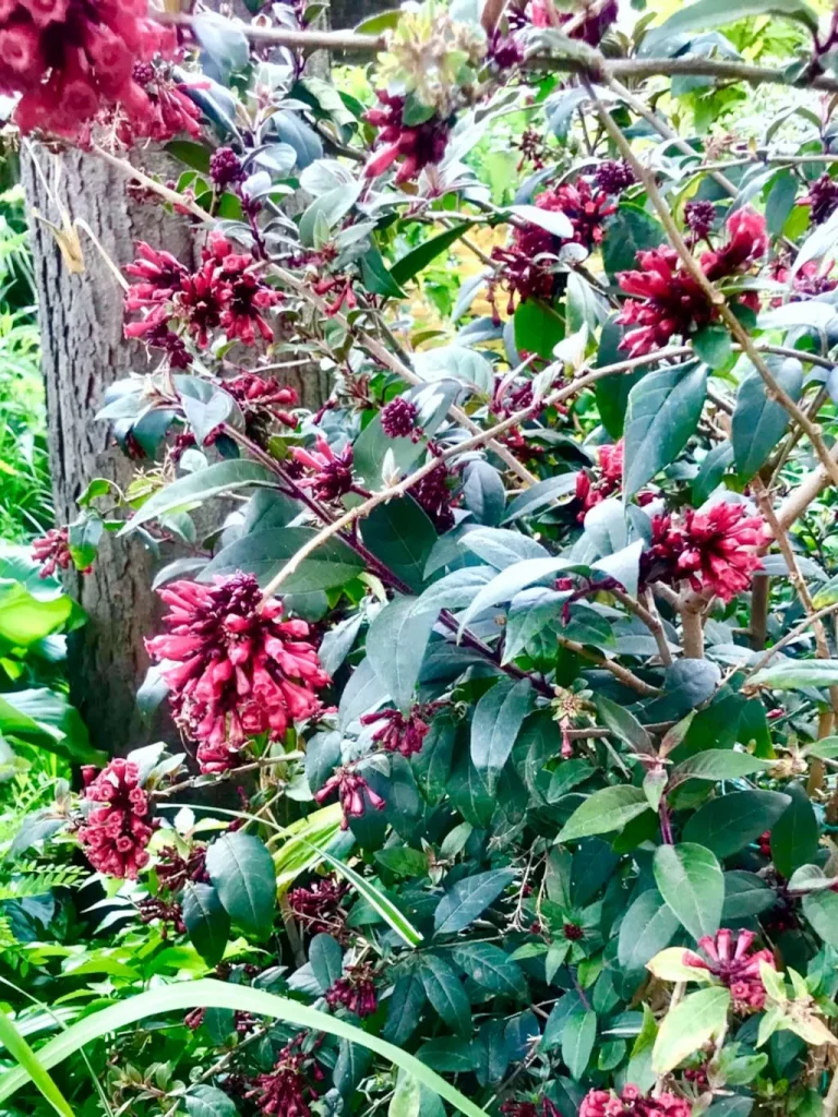 Cestrum elegans-1 - Online Flower Garden Cestrum elegans