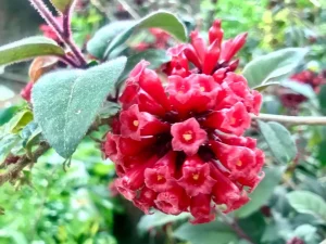 Cestrum elegans