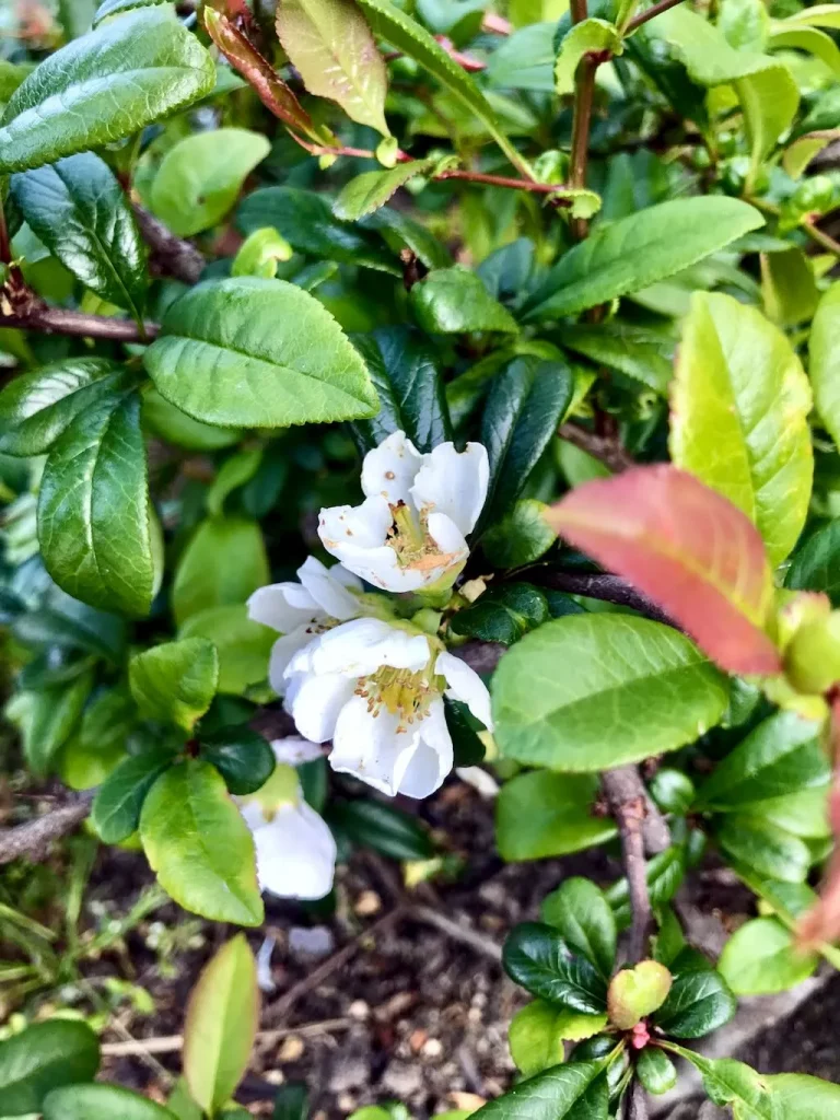 Chaenomeles superba'Jet Trail'