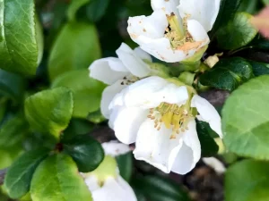 Chaenomeles superba 'Jet Trail'