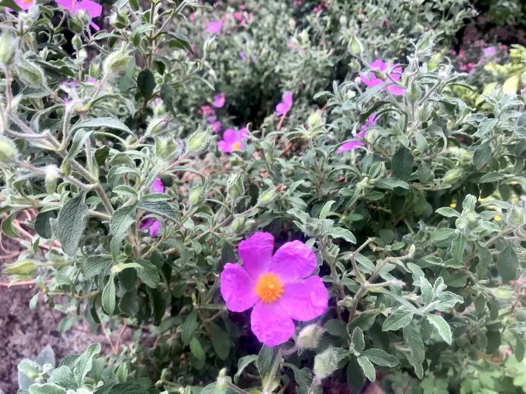 Cistus albidus