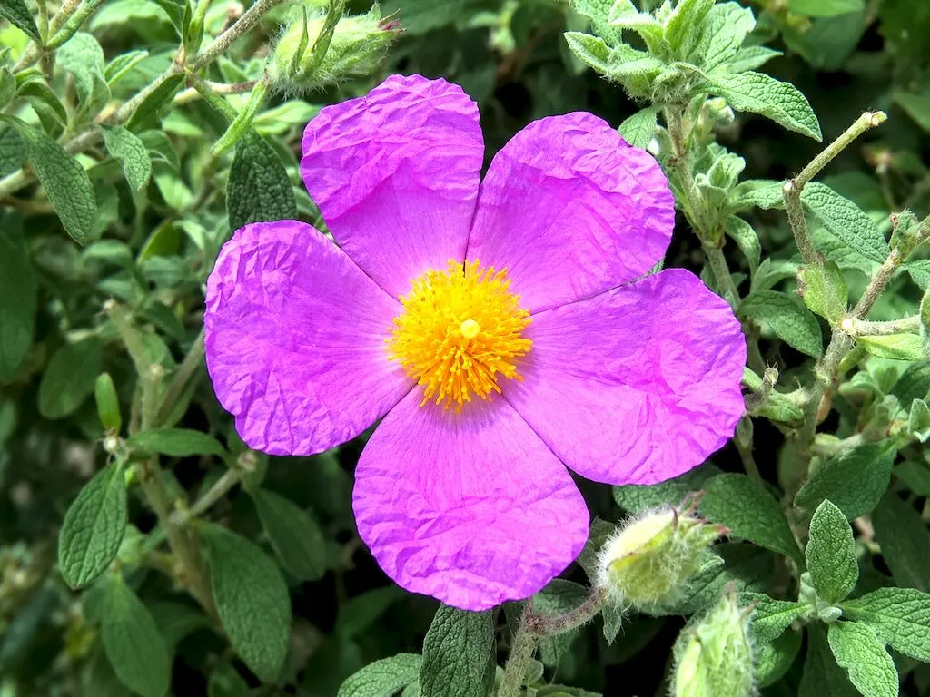 Cistus albidus