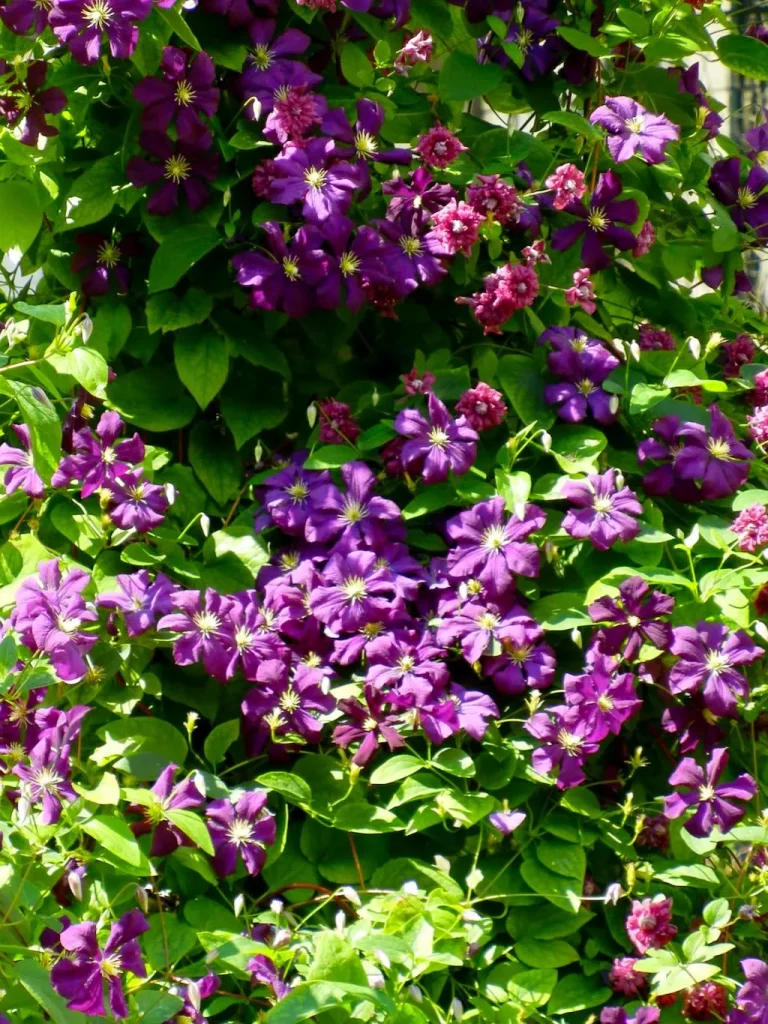 Clematis 'Jackmanii'