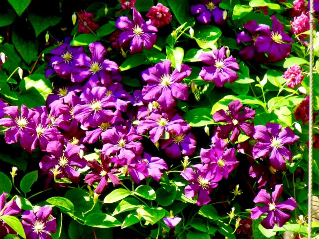 Clematis 'Jackmanii'