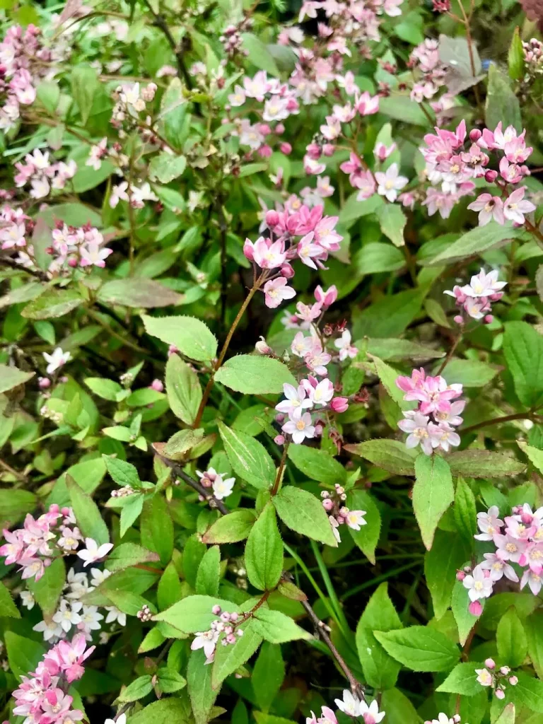 Deutzia rosea'Yuki Cherry Blossom'