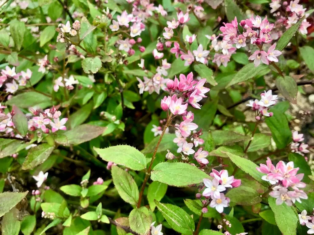 Deutzia rosea 'Yuki Cherry Blossom'